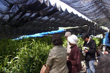 茶の産業・文化交流ツアー