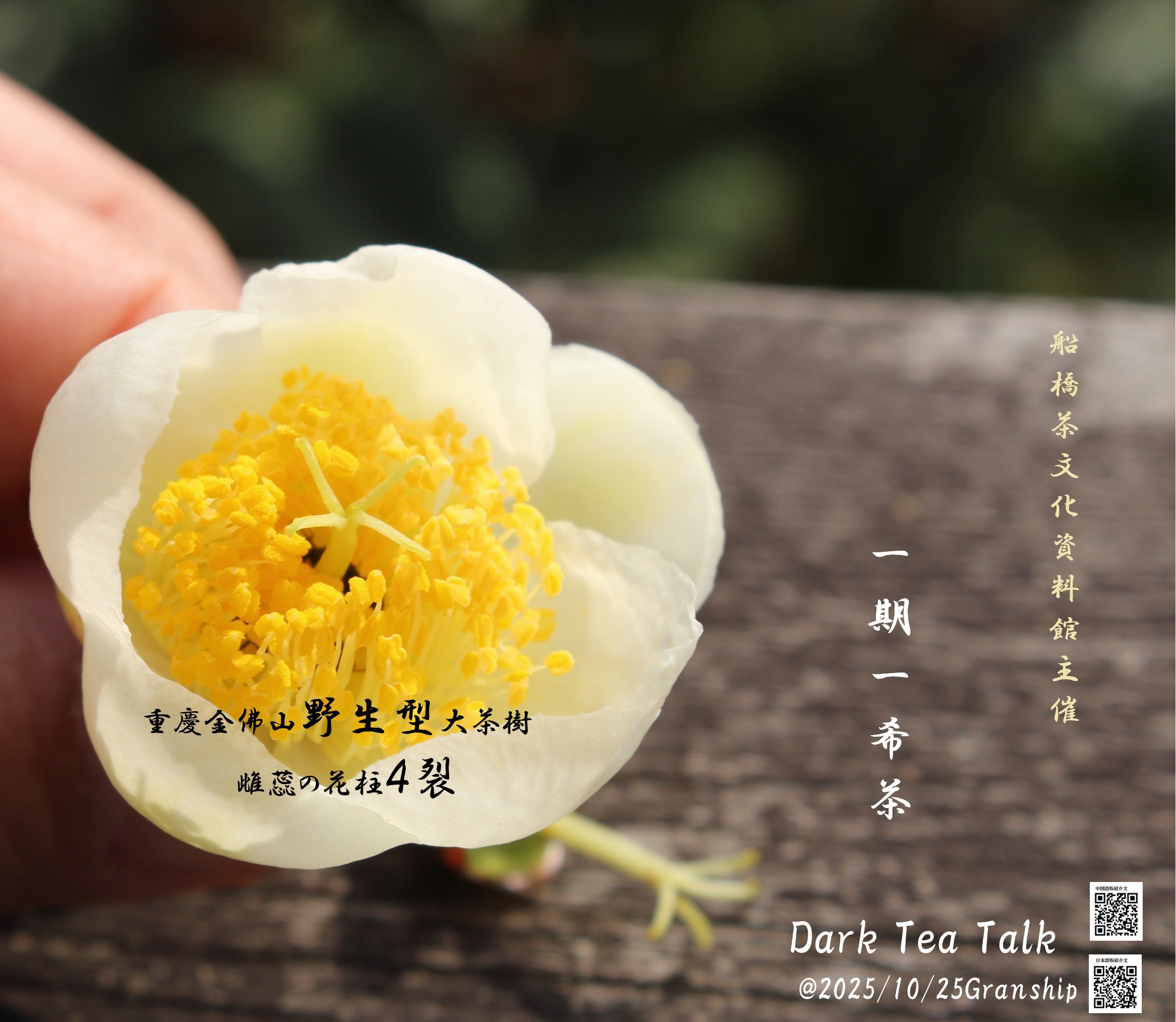 【日中二言語同時開催】十種の黒茶を味わいながら、日中の黒茶製法と定義を探る